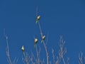View of four monk parakeet bird perching on the branches of a bare tree in natural reserve Dunas de Maspalomas in Gran Canaria. Royalty Free Stock Photo