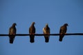 four pigeons on a wire