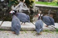 View of four walking guinea fowls or iranian fowls