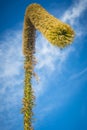 View on a foxtail agave flower, or latin name Agave attenuata. Also called lion\'s tale or swan\'s neck agave