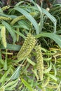 View of foxtail millet (Scientific name as Italian millet) which is a healthy food for heart. Green ripe foxtail millet