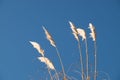 View of foxtail plants waving during wind in background of sky Royalty Free Stock Photo