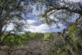 View Framed by Topanga Oak Trees Royalty Free Stock Photo