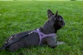 View of a french bulldog from a shelf that lies on the lawn in the park