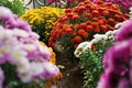 View of fresh beautiful colorful chrysanthemum flowers Royalty Free Stock Photo