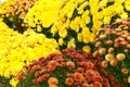 View of fresh beautiful colorful flowers Royalty Free Stock Photo