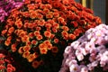 View of fresh beautiful colorful flowers Royalty Free Stock Photo