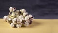 View of fresh Calotropis Gigantea Plant flowers on banner