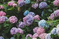 View of fresh colorful hydrangeas in the garden