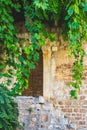 A pergola of grape vines over a door entrance to an old stone house in Dalmatia, in Croatia, Europe Royalty Free Stock Photo