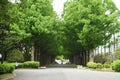 A view of the fresh green of the Dawn redwood trees in the park.