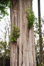 A view of the fresh green of the Dawn redwood trees in the park.