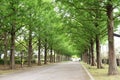 A view of the fresh green of the Dawn redwood trees in the park.