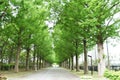 A view of the fresh green of the Dawn redwood trees in the park.