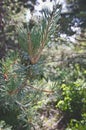 A view of the fresh green pinecones on the tree branches Royalty Free Stock Photo