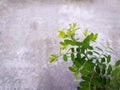 View of Fresh Green Plant with Tiny Leaves Royalty Free Stock Photo
