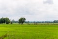 View of the fresh paddy field with the light fog