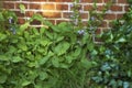 View of fresh parsley, thyme, coriander and basil growing in a vegetable garden at home. Texture detail of vibrant and Royalty Free Stock Photo