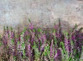 View of fresh purple Calluna vulgaris flowers on wooden background Royalty Free Stock Photo