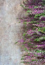 View of fresh purple Calluna vulgaris flowers on wooden background Royalty Free Stock Photo