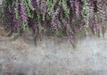 View of fresh purple Calluna vulgaris flowers on wooden background Royalty Free Stock Photo