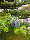 View of freshly grown cones sitting on a coniferous spruce branchCones of Korean fir (Abies koreana). Royalty Free Stock Photo