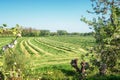 View of a freshly mown meadow in De Betuwe region Royalty Free Stock Photo