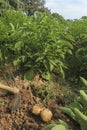 View of freshly picked potatoes and pickaxe on vegetables garden.Harvest, farming and agriculture concept Royalty Free Stock Photo