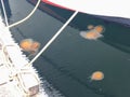 A view of fried egg jellyfish or Phacellophora camtschatica from out of water, floating just below the surface, in saanich inlet