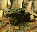 Frog sitting on the stems of the reeds of the Dnieper River