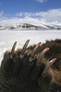 View of the front paw of  brown bear with powerful claws Royalty Free Stock Photo