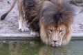 View from the front on a thirsty water drinking brown lion, with long mane, the lion is partially in view