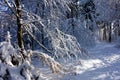 View of a frosty cold Bavarian winter landscape with lots of snow and icy trees and branches, blue sky with clouds