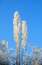 View of frozen grass with ice and snow crystals on a sunny winter day on top of a hill Royalty Free Stock Photo