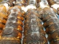 Frozen lobster tails