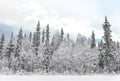 View of the frozen pinetree forest in the snow
