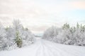 View of the frozen pinetree forest in the snow