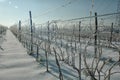 Frozen vineyard after a snow storm