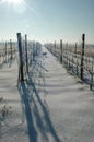 Frozen vineyard after a snowfall
