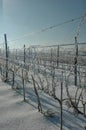 Frozen vineyard after a winter storm