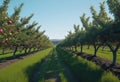 View of a fruitful apple orchard with trees and fruits. View of an agricultural field. Apple trees. Natural example