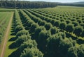 View of a fruitful apple orchard with trees and fruits. View of an agricultural field. Apple trees. Natural example