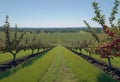 View of a fruitful apple orchard with trees and fruits. View of an agricultural field. Apple trees. Natural example