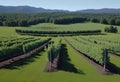 View of a fruitful apple orchard with trees and fruits. View of an agricultural field. Apple trees. Natural example