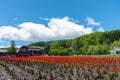 View of full bloom colorful multiple kind of flowers Royalty Free Stock Photo