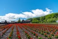 View of full bloom colorful multiple kind of flowers