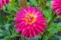 A view of a full bloom Garden Dahlia in the Valley Gardens in Harrogate, Yorkshire, UK