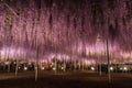 View of full bloom Purple pink Giant Wisteria trellis. mysterious beauty when lighted up at night