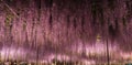 View of full bloom Purple pink Giant Wisteria trellis. mysterious beauty when lighted up at night