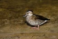 View of full body female ringed teal duck